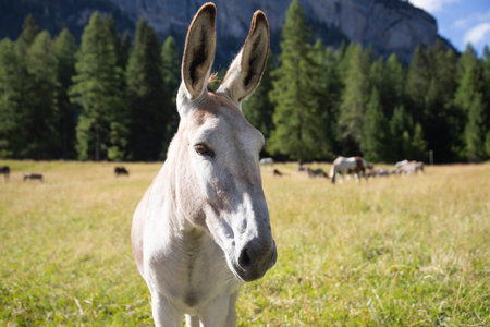 Donkeys grazing in the meadows of the Dolomitesの写真素材
