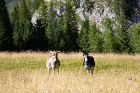 Donkeys grazing in the meadows of the Dolomitesの写真素材