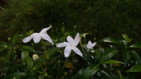 two white flowers that bloom in the morning and are exposed to rainwater