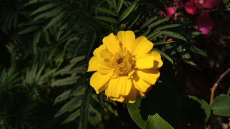 Fresh flowers bloom in the morning, these beautiful yellow flowers