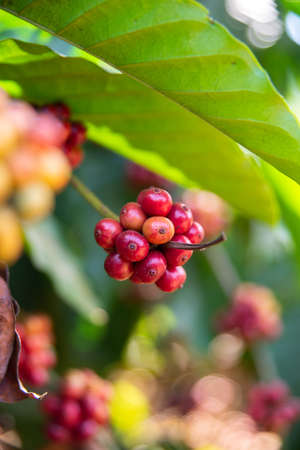 Ripe coffee berry in a Laos plantation.