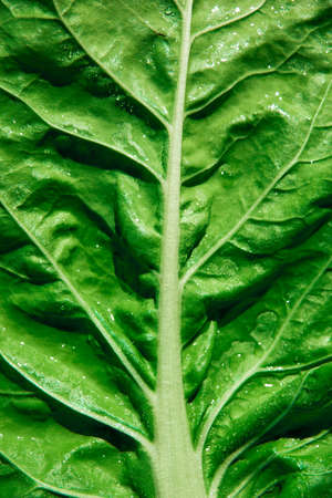 Close up of a fresh swiss chard. Background.
