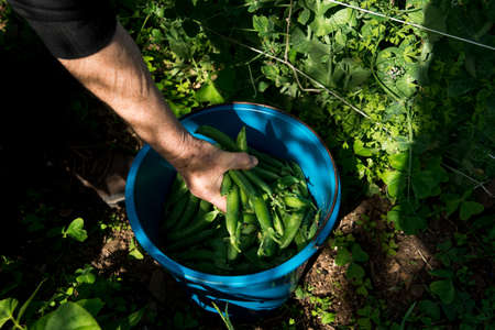 Old white woman picking green peas in a vegetable garden.