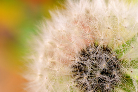 close-up of a white fluffy dandelionの写真素材