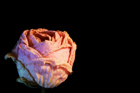 single withered rose flower on black backgroundの写真素材