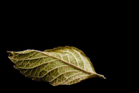 single green leaf isolated on black backgroundの写真素材