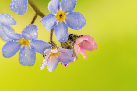 forget-me-not flowers on green backgroundの写真素材