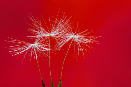Three dandelion seeds standing on red backgroundの写真素材