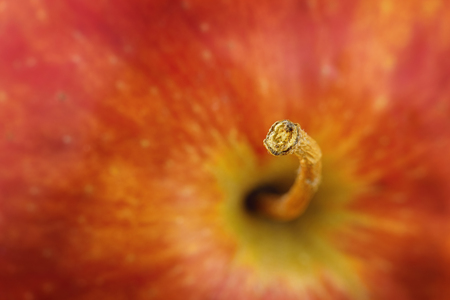 close-up of a red apple with a stem in focusの写真素材
