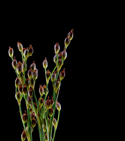 wild grass with tiny buds on black backgroundの写真素材