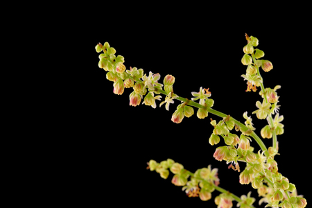 small plant with a bunch of flowers on black backgroundの写真素材