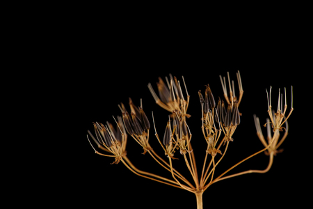 close-up of a dry plant on black backgroundの写真素材
