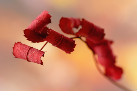 autumn red branch with dry leaves on blurred backgroundの写真素材