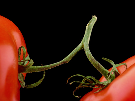 close-up of two fresh red tomatoes on black backgroundの写真素材