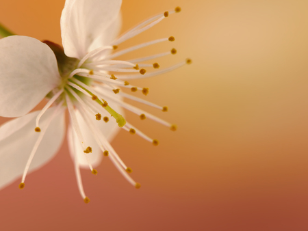 single white flower on blurred colorful backgroundの写真素材