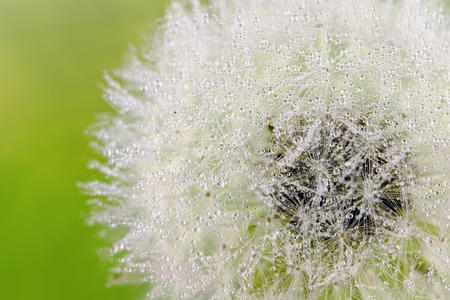 close-up of a white dandelion covered in tiny water dropletsの写真素材