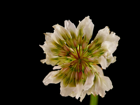 close-up shot of a white clover flower on a black backgroundの写真素材