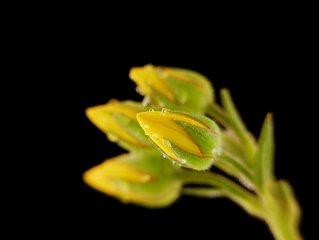 little yellow flower buds with water droplets on black backgroundの写真素材