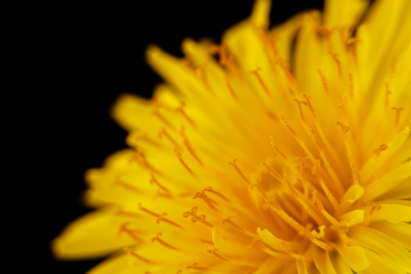 fresh bright yellow dandelion flower on black backgroundの写真素材