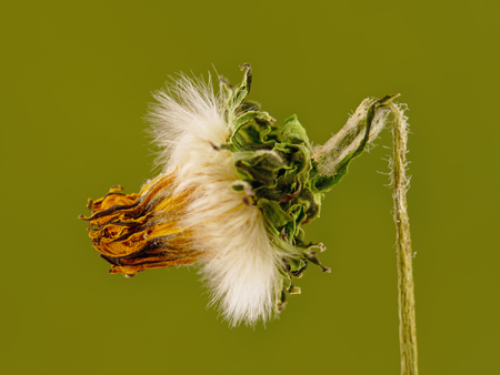 close-up of a wilted dandelion flower on green backgroundの写真素材