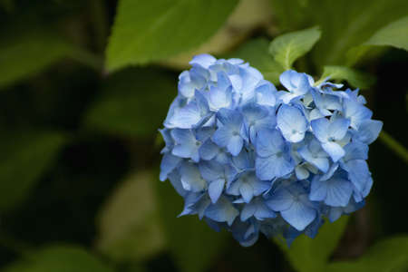hydrangeaの写真素材