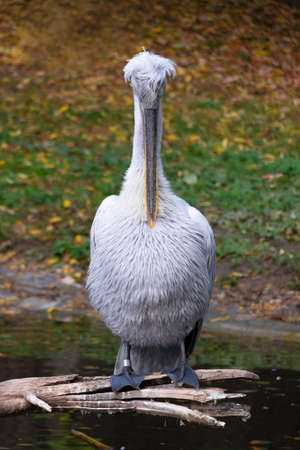 White Pelican sitting on woodの写真素材