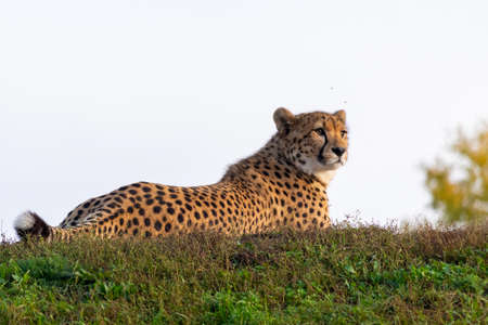 Beautiful Cheetah Crawls in the Grassの写真素材