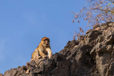Macaca sitting on a rock. (Macaca sylvanus)