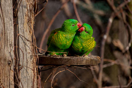 The scaly-breasted Lorikeet Trichoglossus chlorolepidotusの写真素材