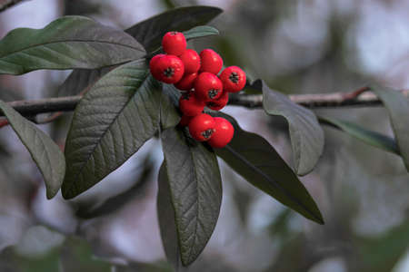 Red rowan berries on a green background. Autumn soon.