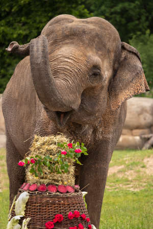 Close up view of Asian or Asian Elephant (Elephas maximus) head, with happy smile.の写真素材