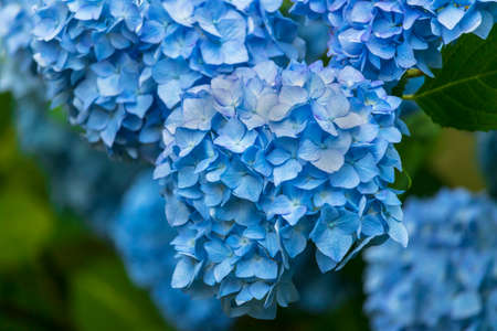 Blue Hydrangea beautiful flowers in the garden.の写真素材
