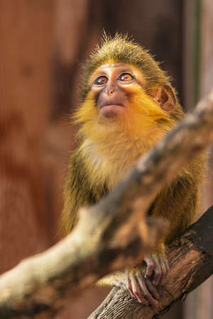 Gabon Talapoin (Miopithecus talapoin ogouensist. Gabon Talapoin. Southern Talapoin Monkey)