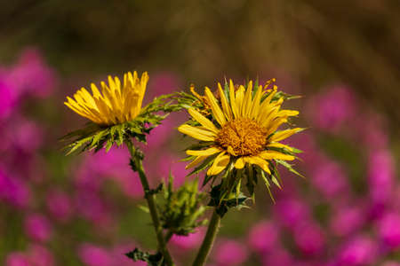 Beautiful yellow flower in garden. Yellow flower with purple background. Yellow beautiful flower close-up.の写真素材
