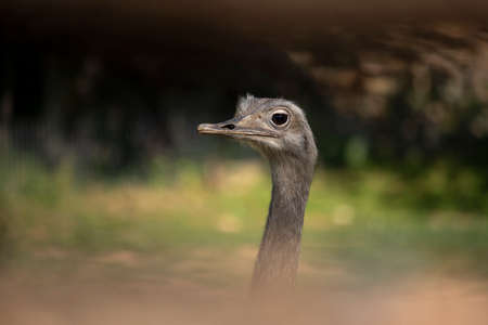 A profile portrait of a greater rhea. Also known as gray, common or American rhea, nandu or ema....