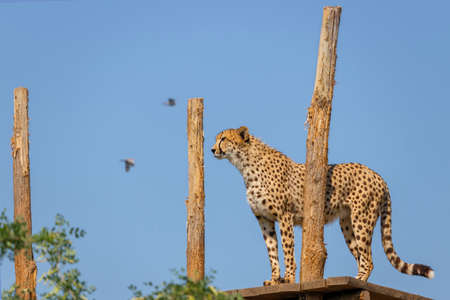 A beautiful cheetah (Acinonyx jubatus) standing on a big branch with a blurred blue background.