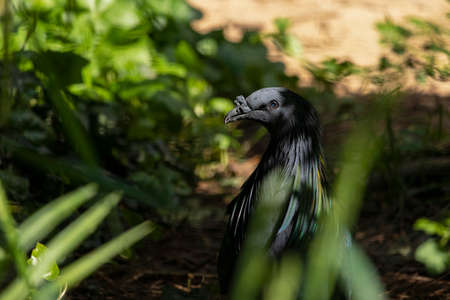 Nicobar Pigeon Close Up Portrait..It is the only living member of the genus Caloenas and may be the...