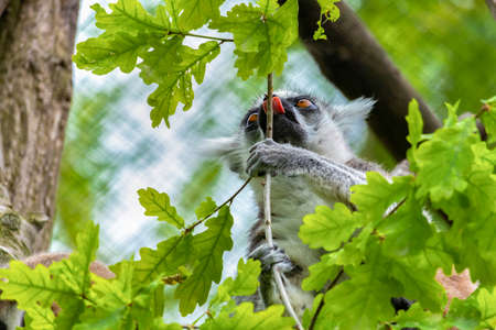 Funny photo of Ring-tailed lemur in wildlife. Lemurs are endangered fauna species of Madagascar.