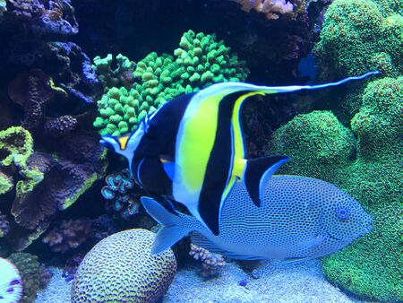 Moorish Idol Fish