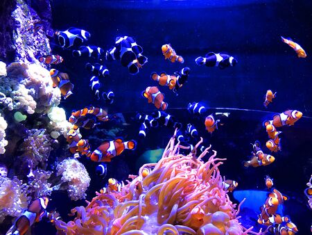 Clown Fishの写真素材