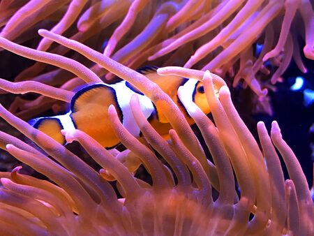 Clown Fishの写真素材