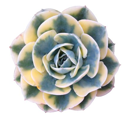 Succulent Isolatedの写真素材
