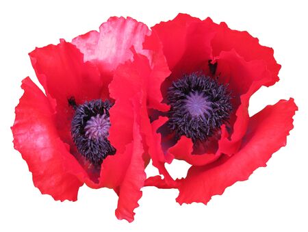 Flower Isolatedの写真素材