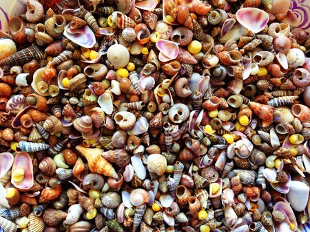 Shell Background