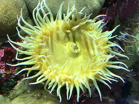 Yellow Sea Anemoneの写真素材