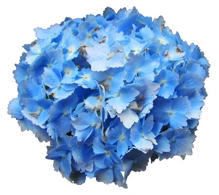Flower Isolated
