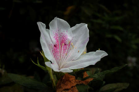 White flower with prominent pink background details.の写真素材