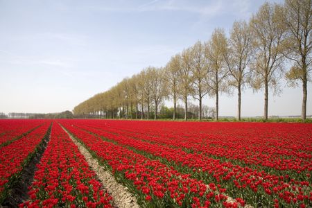 Tulip field 18の写真素材