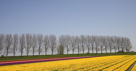 tulip field 29の写真素材