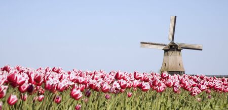 tulips and windmill 7の写真素材
